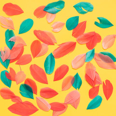 textured background of colored feathers of birds