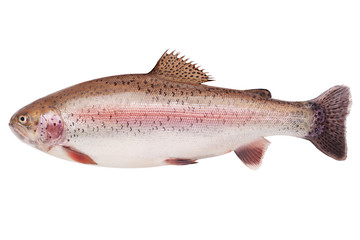 Naklejka premium rainbow trout, clipping path, isolated on white background, full depth of field