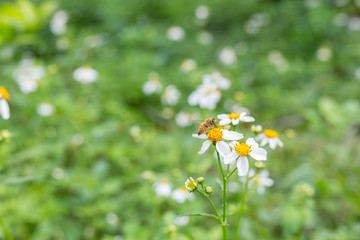 Bee on the chamomile flower
