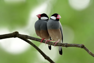 Sweet couple of Java Sparrow (Lonchura oryzivora) beautiful grey birds to pale pink bird with red legs and bills perching together, fascinated animal
