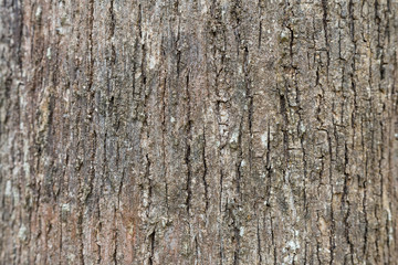 Fototapeta premium Wood background or texture
