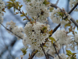 Spring colours
