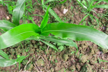 Corn plants in a row