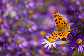 Flowers and butterflies