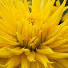 beautiful bright yellow aster flower