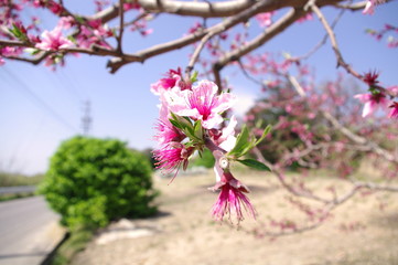 桃の花