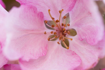 Obraz na płótnie Canvas beautiful pink delicate apple flower