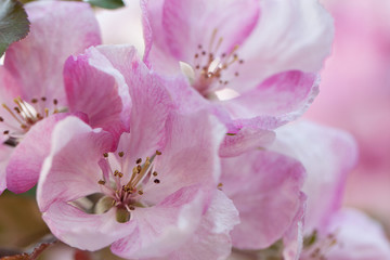 beautiful pink delicate apple flowers