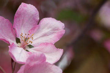 Fototapeta na wymiar beautiful pink delicate apple flower