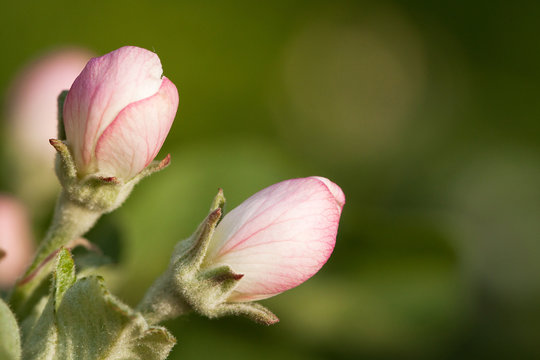 beautiful pink delicate apple buds