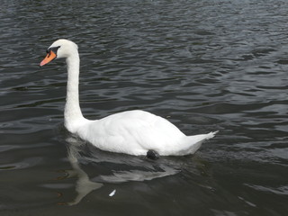 Cisne tranquilo
