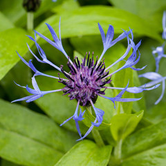flower of a cornflower with drops of dew growing in a field or on a meadow