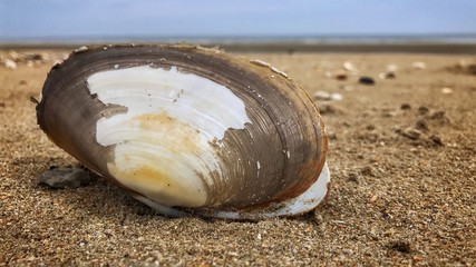 Seashells on the beach