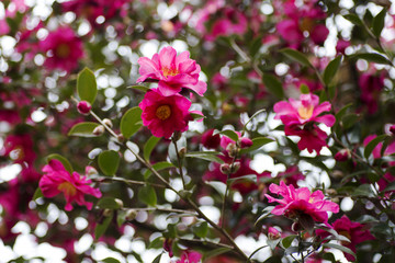 Fototapeta premium 赤色の山茶花