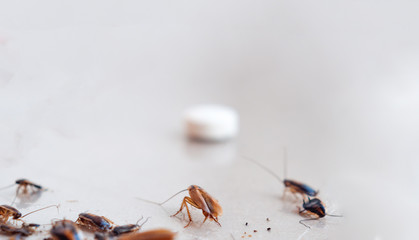 Cockroaches crawl to the bait and fall into a trap stuck to the sticky floor.