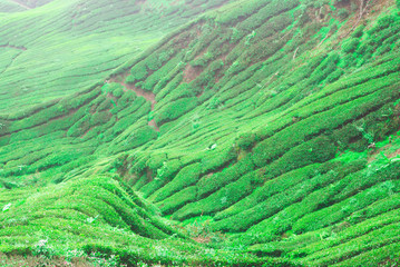 View of tea plantations