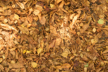 Autumnal background of dry brown fallen leaves