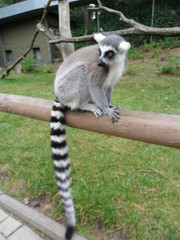 Lemur