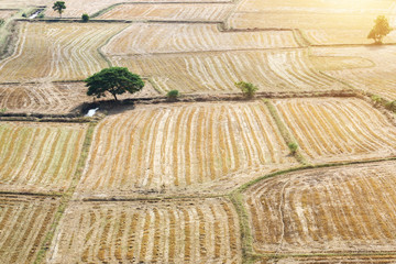 Rice Fields,Background