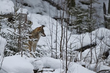 Eurasian wolf in white winter habitat, beautiful winter forest, wild animals in nature environment, european forest animals, canis lupus lupus