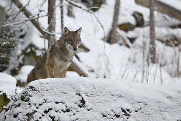 Eurasian wolf in white winter habitat, beautiful winter forest, wild animals in nature environment, european forest animals, canis lupus lupus