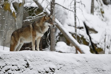 Eurasian wolf in white winter habitat, beautiful winter forest, wild animals in nature environment, european forest animals, canis lupus lupus