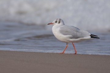 Obraz premium black-headed gull