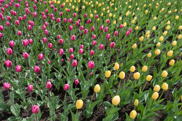 Triangle of pink tulips wedging between yellow ones