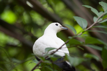 Birds in nature are on the tree.
