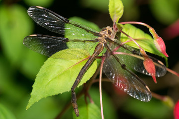 Dragonfly on Fuchsia closeup