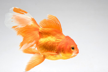 Goldfish isolate on a white background