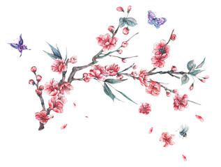 Fototapeta premium Watercolor spring pink blooming branches of cherry