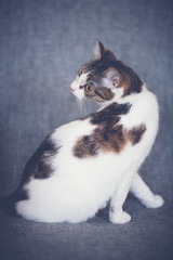 Łaciaty kot na szarym tle