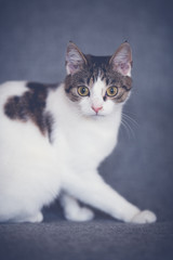 Łaciaty kot na szarym tle