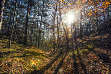 sun rays between trees in forest 