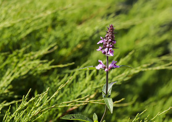 The first spring wild flower close-up on a blurred green background.