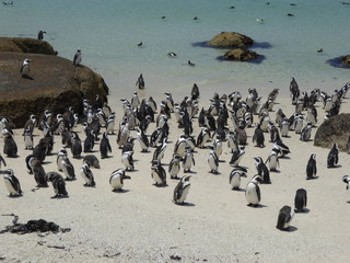 Fototapeta premium African Penguin