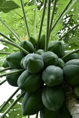 Obraz premium Papaya Fruit on the tree in Philippines