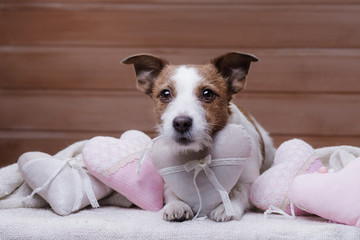 Cute Jack Russell Terrier. Valentine's day.