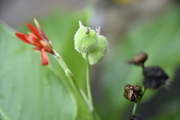 Close-up flowers in the Garden, Santiago City, Philippines