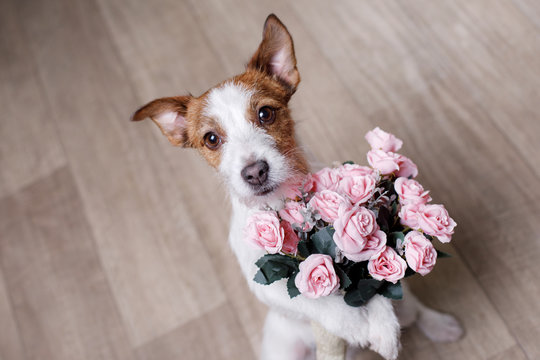 Jack Russell Terrier with flowers. Valentine's day