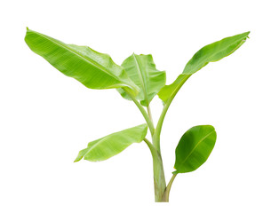Banana trees isolated on white background. File contains a clipping path