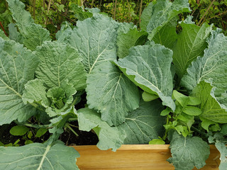 Hochbeet, Wirsing, Brassica oleracea var sabauda, Kohl,