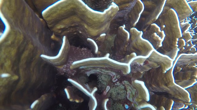 Closeup of Pavona Cora off Thai Tropica Island