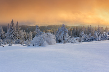 Fototapeta na wymiar Wintertime - Black Forest. Winter landscape with firs covered by snow and sun appearing in the background.