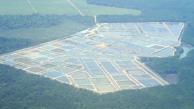 Aerial View of Commercial Shrip Farm in Asia