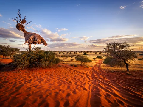 Plateau du Kalahari - Adobe Stock