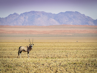 Einsames Orix in Namibia, Afrika