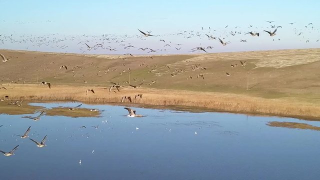 Lesser white-fronted geese (Anser erythropus) flock in flight