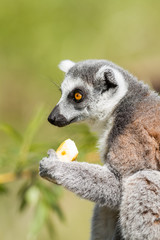 Naklejka na ściany i meble Lemur - Lémurien
